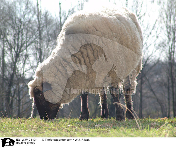 grazing sheep / WJP-01134