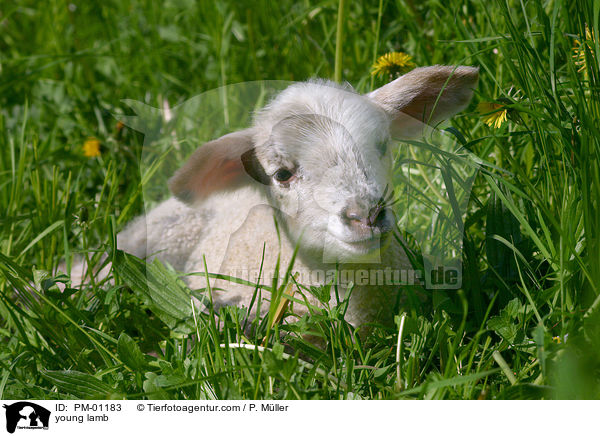 young lamb / PM-01183