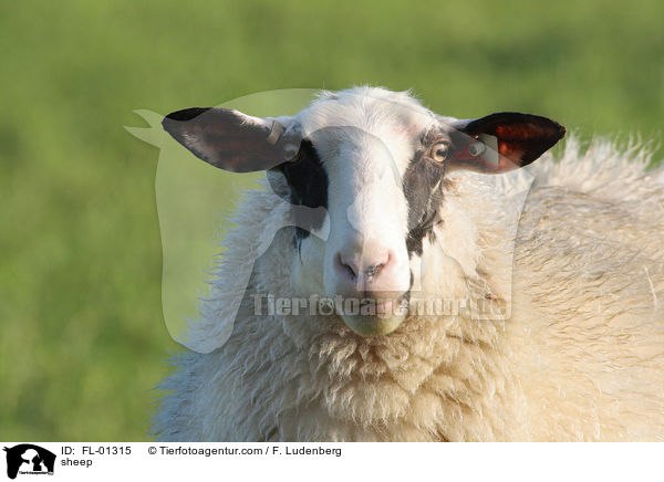 sheep / FL-01315