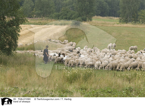 herd of sheeps / THA-01090