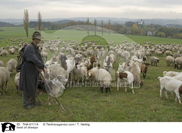 herd of sheeps / THA-01114