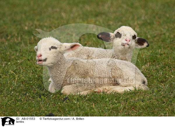 lambs / AB-01553