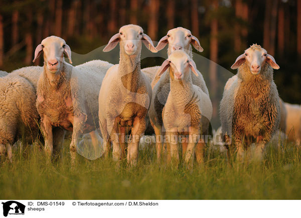 sheeps / DMS-01549