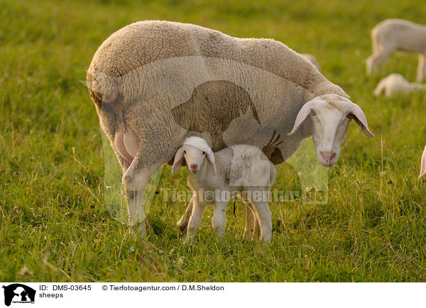 sheeps / DMS-03645