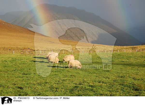 sheeps / PM-04813