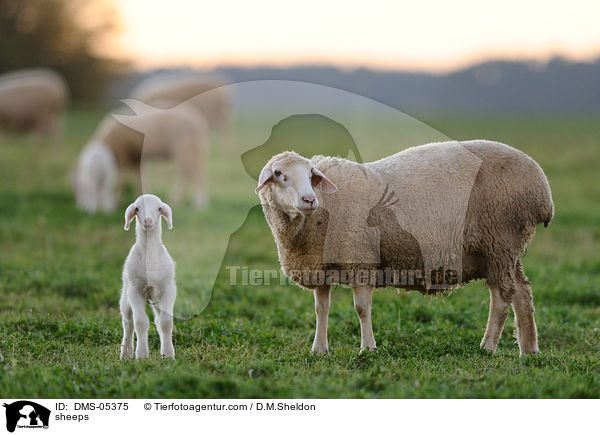 sheeps / DMS-05375