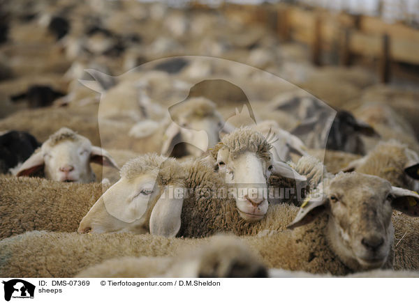 sheeps / DMS-07369