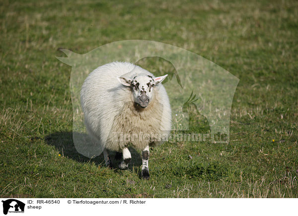 sheep / RR-46540