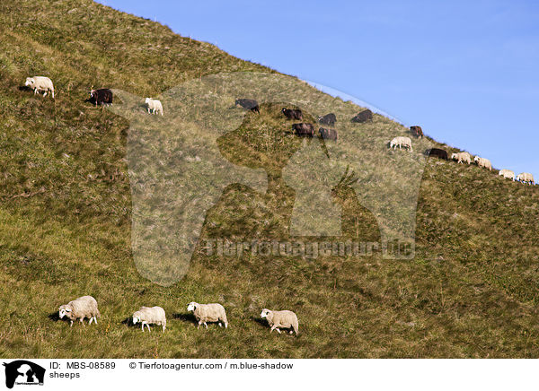 Schafe / sheeps / MBS-08589