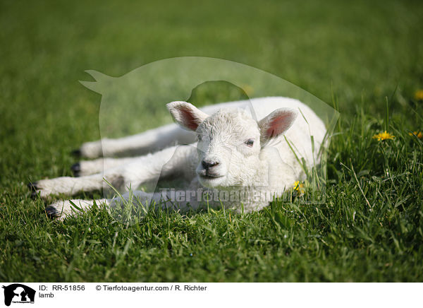 lamb / RR-51856