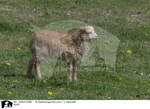Lamm / lamb / JOH-01296