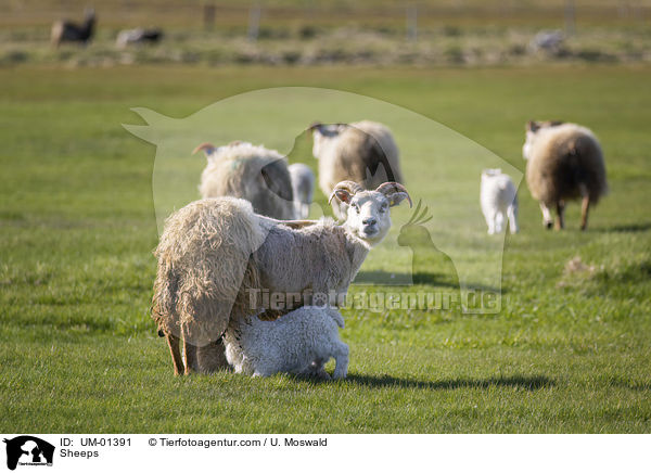 Schafe / Sheeps / UM-01391