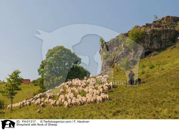 Schfer mit Schafherde / Shepherd with flock of Sheep / FH-01317