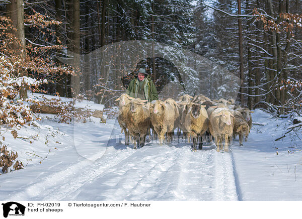 Schafherde / herd of sheeps / FH-02019