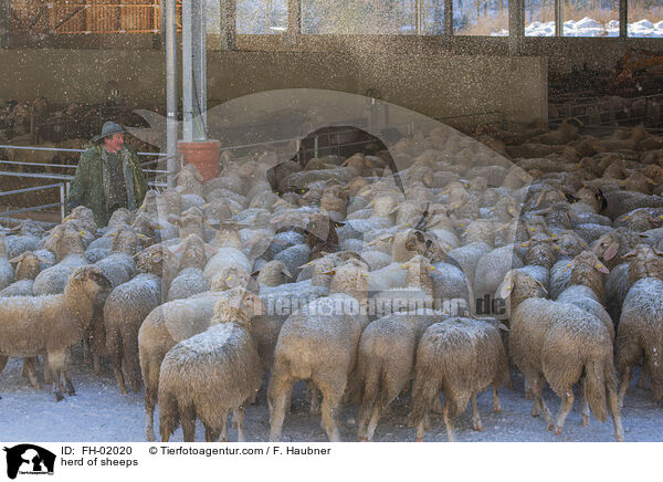 herd of sheeps / FH-02020