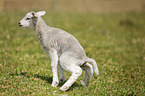 young lamb