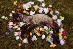 deceased lamb