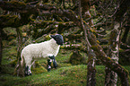 standing lamb