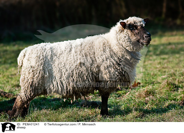 sheep / PEM-01241