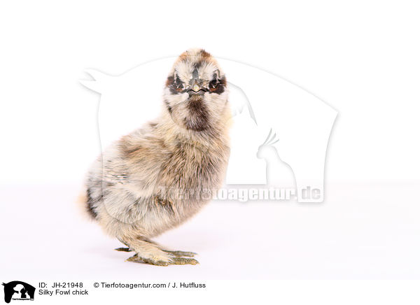 Seidenhuhn Kken / Silky Fowl chick / JH-21948