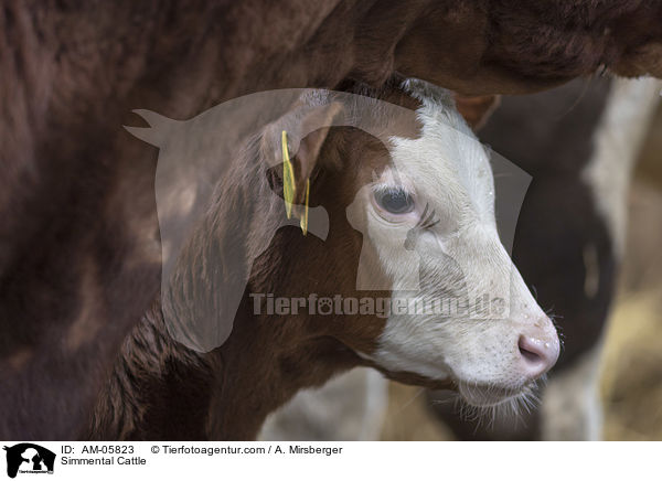 Fleckvieh / Simmental Cattle / AM-05823
