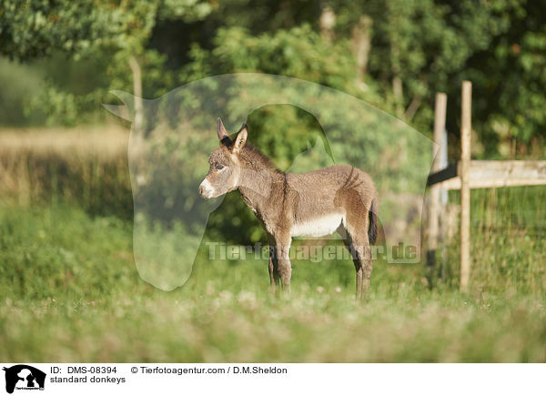 standard donkeys / DMS-08394