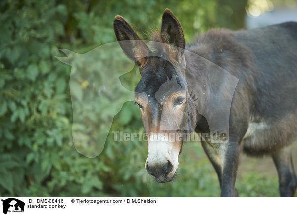 standard donkey / DMS-08416