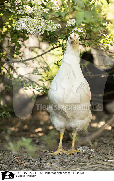 Sussex Huhn / Sussex chicken / TBA-02721