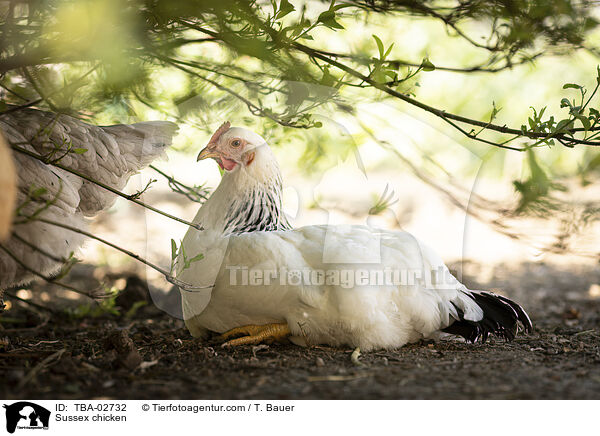 Sussex chicken / TBA-02732