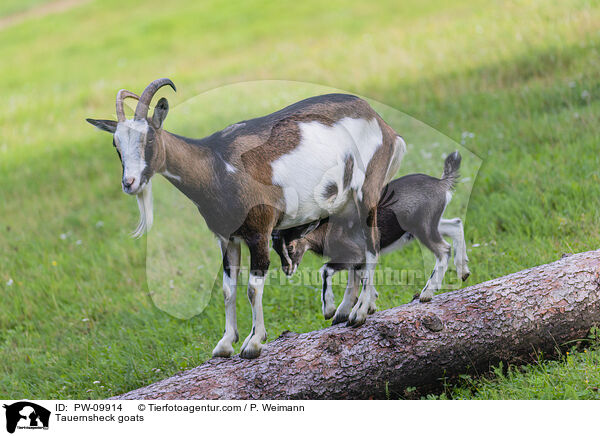 Tauernsheck goats / PW-09914