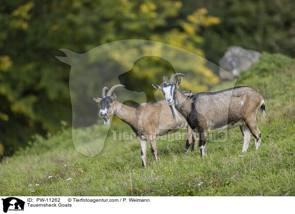 Tauernsheck Goats / PW-11262