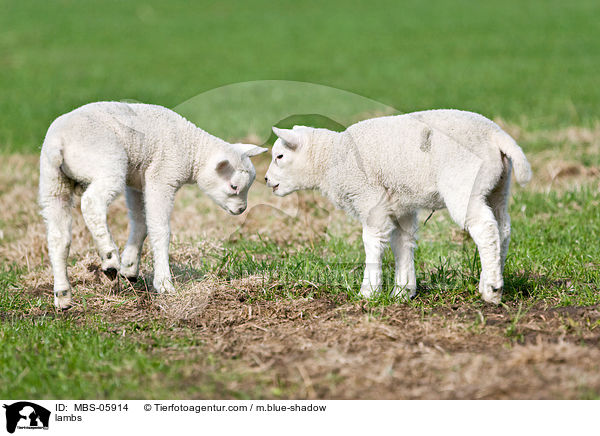 lambs / MBS-05914