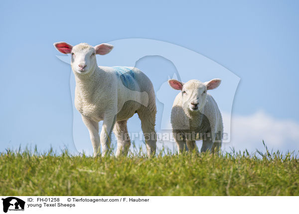 junge Texelschafe / young Texel Sheeps / FH-01258