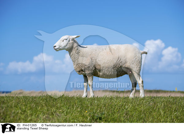 standing Texel Sheep / FH-01265