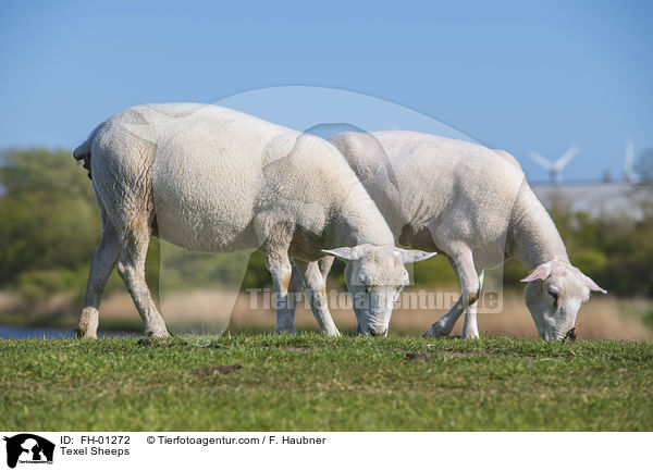 Texel Sheeps / FH-01272