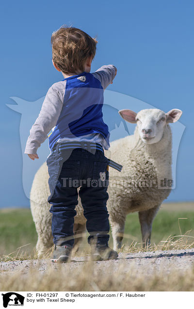 boy with Texel Sheep / FH-01297
