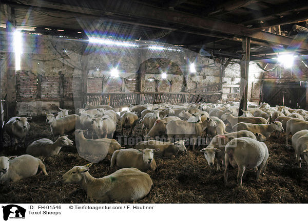 Texel Sheeps / FH-01546