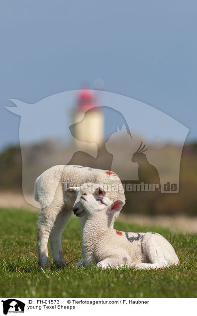 young Texel Sheeps / FH-01573