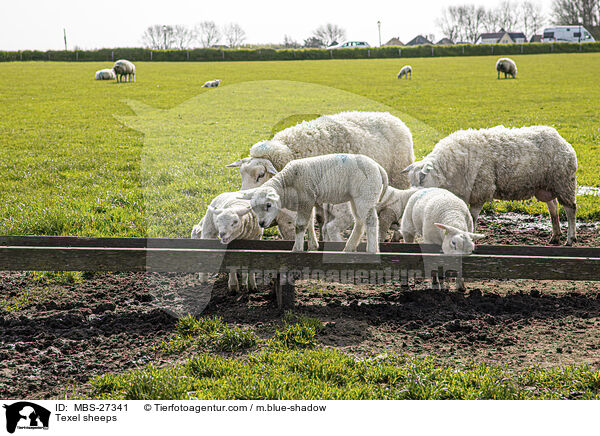 Texel sheeps / MBS-27341