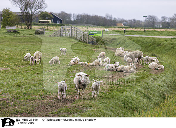 Texel sheeps / MBS-27346