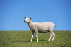 standing Texel Sheep