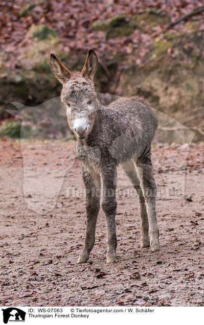 Thuringian Forest Donkey / WS-07063