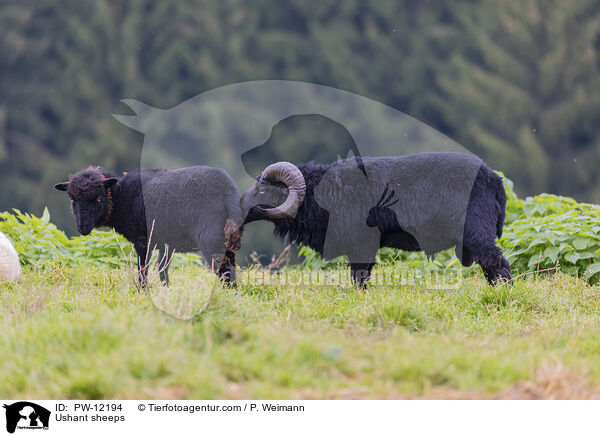 Ushant sheeps / PW-12194