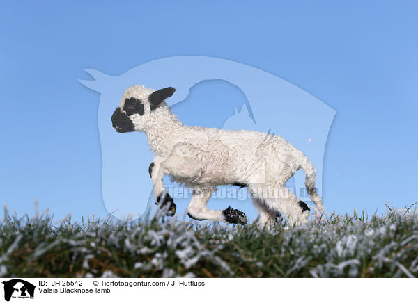 Valais Blacknose lamb / JH-25542