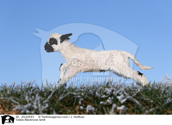 Valais Blacknose lamb / JH-25543