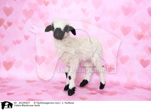 Valais Blacknose lamb / JH-25937