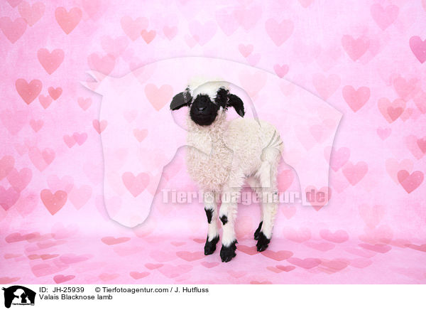Valais Blacknose lamb / JH-25939