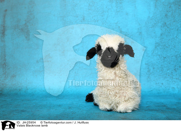 Valais Blacknose lamb / JH-25954
