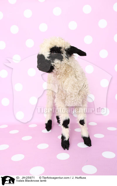 Valais Blacknose lamb / JH-25971