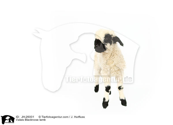 Valais Blacknose lamb / JH-26001